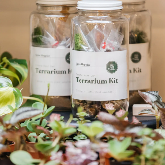 Diy Terrarium | Glass Plant Terrarium Kit