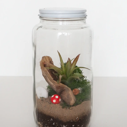 Diy Terrarium | Glass Plant Terrarium Kit